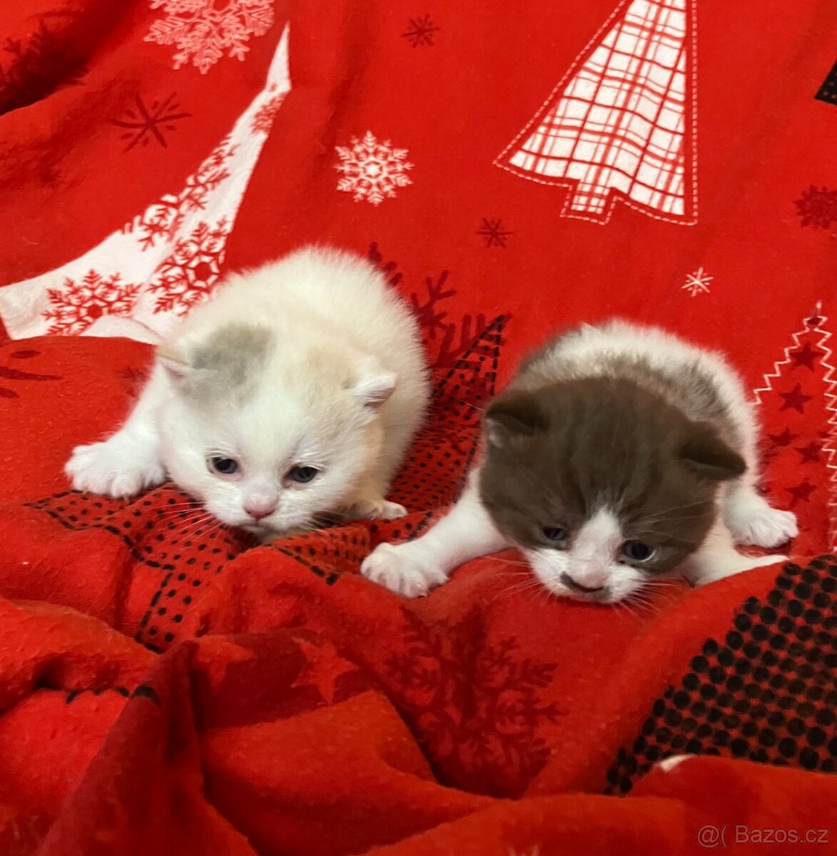 Britská koťátka s PP - 8
