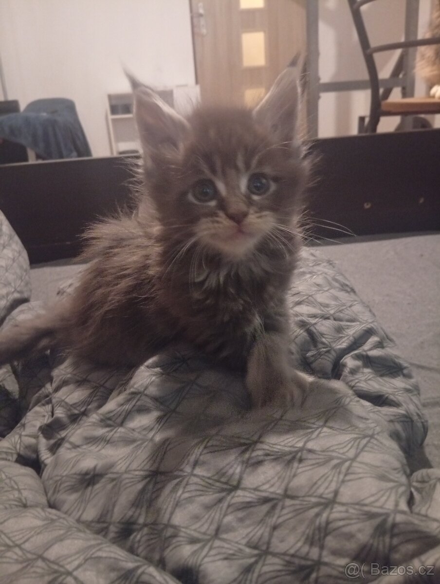 Mainská mývalí koťáta - 8