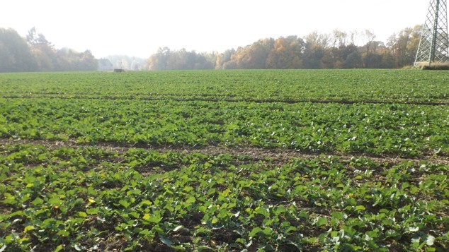 Orná půda O.- Bartovice, cca 25.000m2, rovina, 59 Kč/m2. - 8