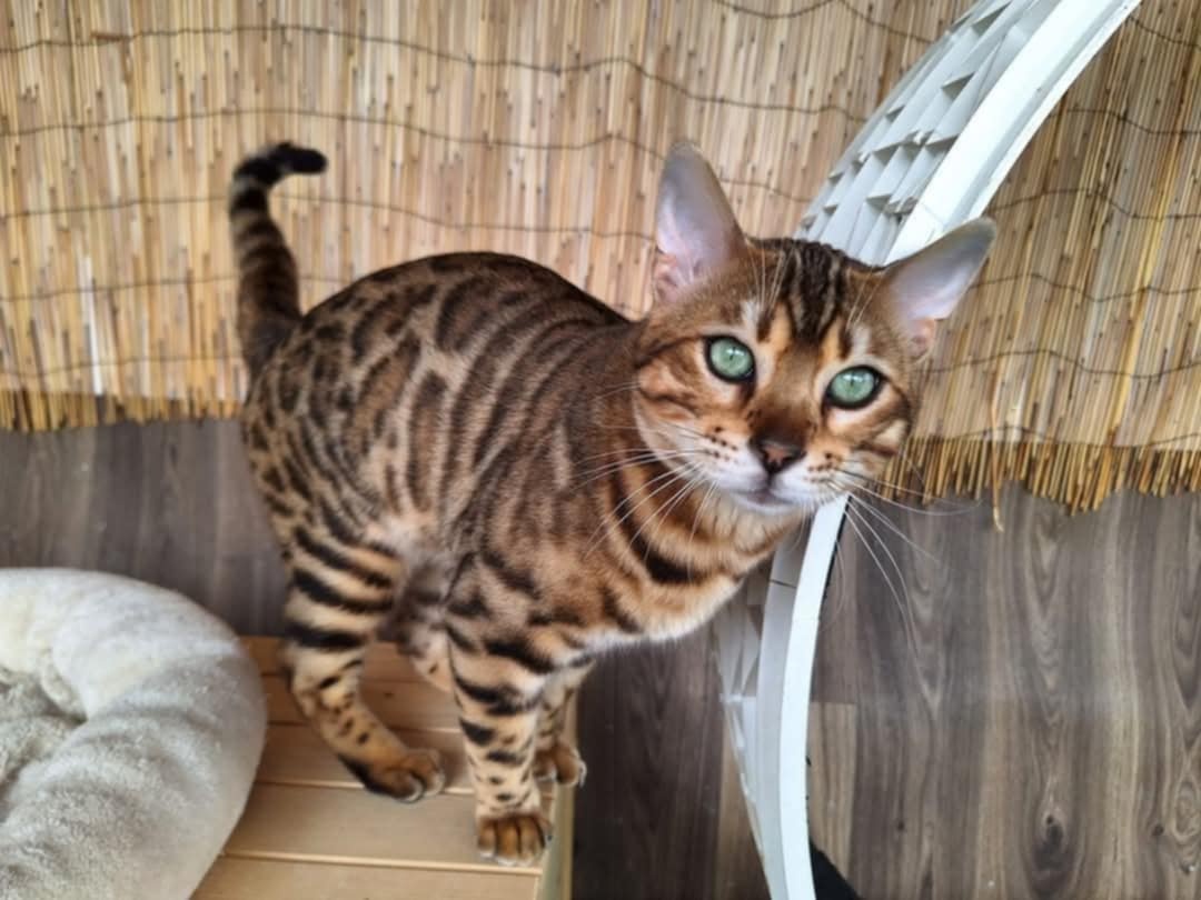 Bengálská kočka, koťata s PP - 8