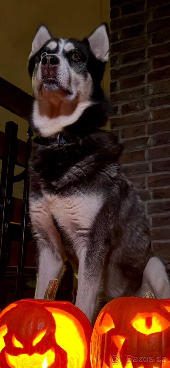 Štěňátka Sibiřský husky - 8