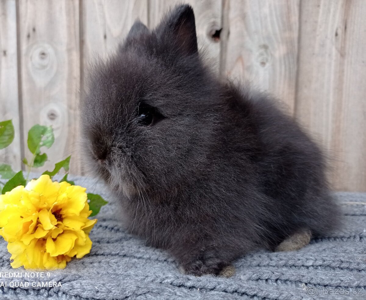 Zakrslý Teddy - mláďátka k rezervaci - 8