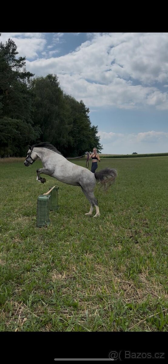 Na prodej krásná welsh mountain pony klisna DIABOLIC HENESSY - 8