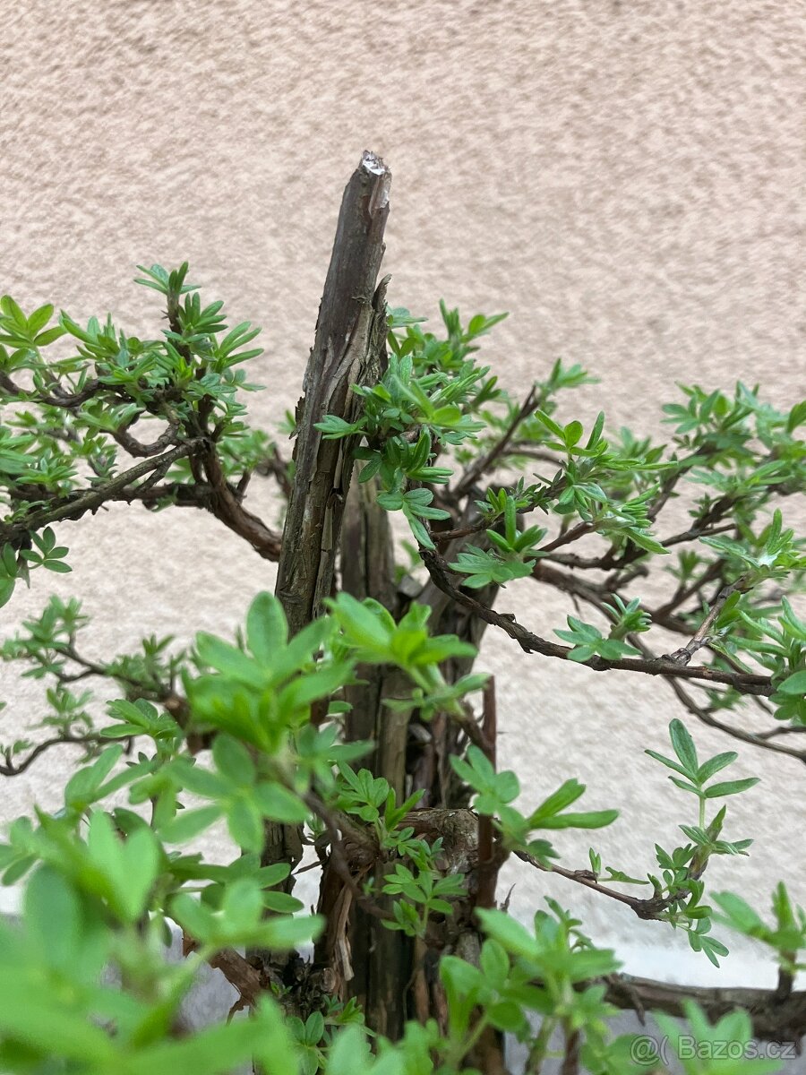 Bonsai, Bonsaj, mochna křovitá - 8