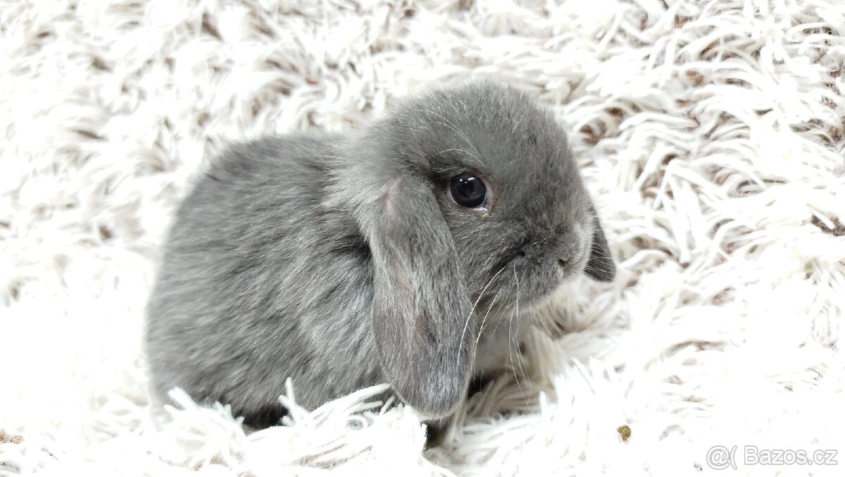 Zakrslý beránek, králíček, králík - KVIDO - 8