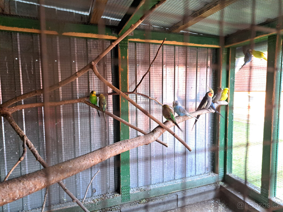 Rosela, Korela, Andulky - 8