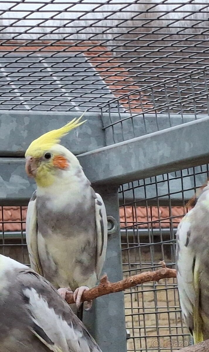 Korely chocholaté - 8