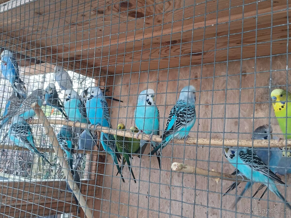 Andulky rok 2025 - okroužkované - 8