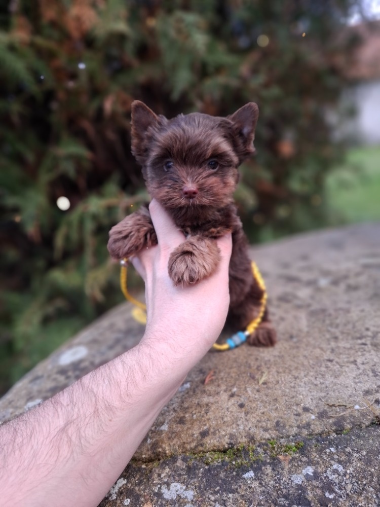 Jorkšírský terier - Yorkšírský terier s pp - 8