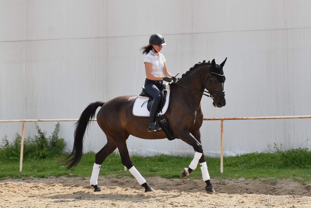 Zkušená drezurní klisna pro dítě či juniora - 8