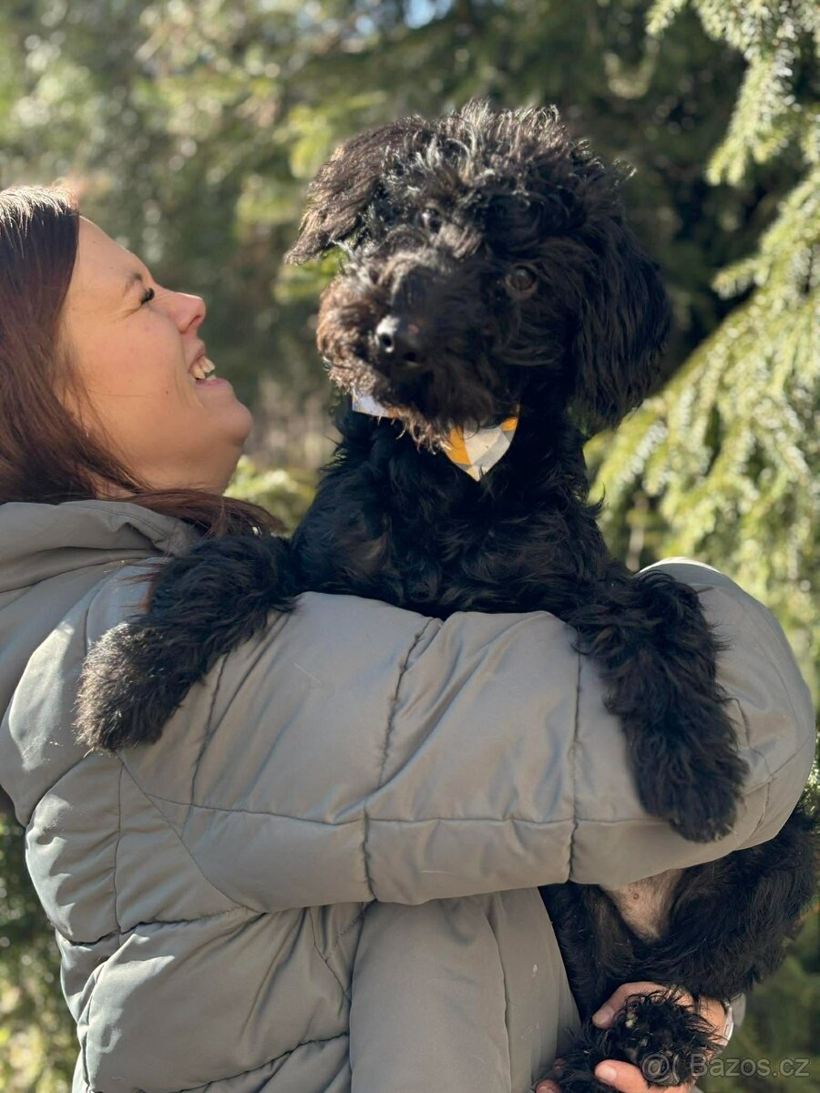 VIKTOREK - štěně, chlapeček cca 5 měsíců - 8