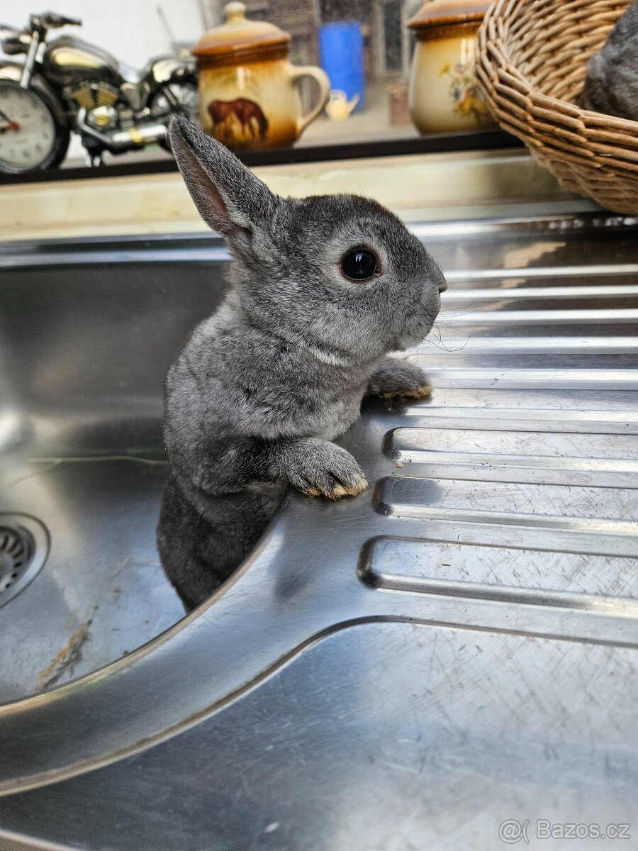 Zakrslý králík - 8