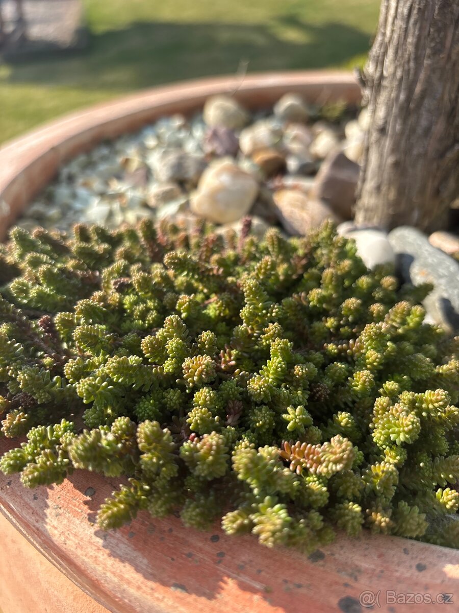 Rozchodníky, skalničky, modřence.., - 8