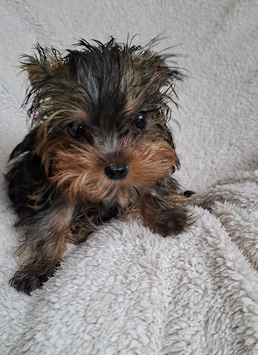 Jorkšírský teriér bez pp - 8