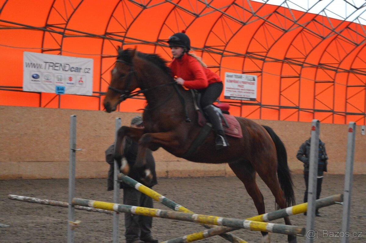 Prodám valacha A1/1 - 8