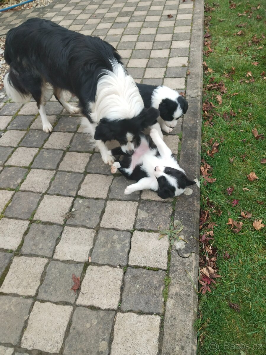 Border kolie dlouhosrstá - 8