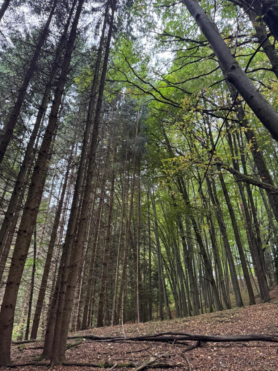 Prodám lesní pozemek v k.ú. Štiptoň - 8