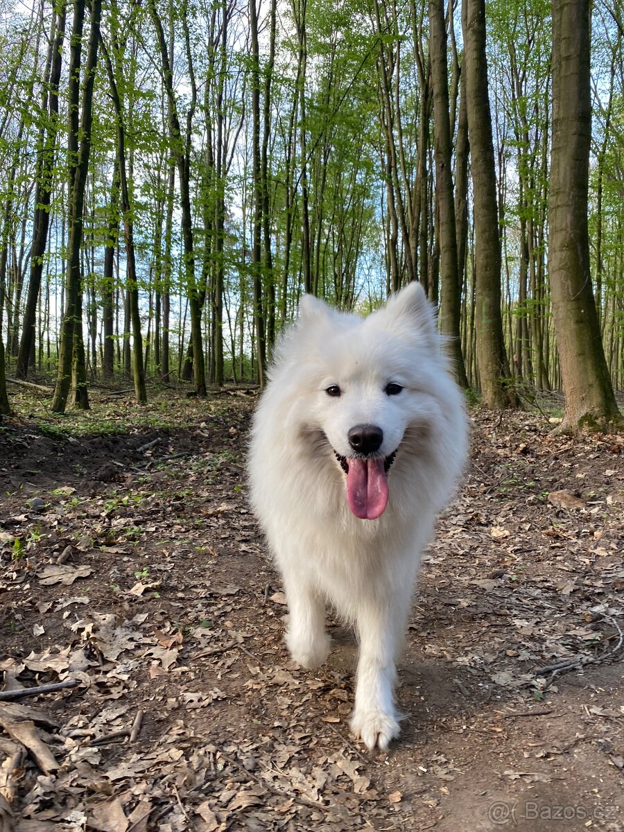 Samojed – Poslední štěně (s PP) - 8