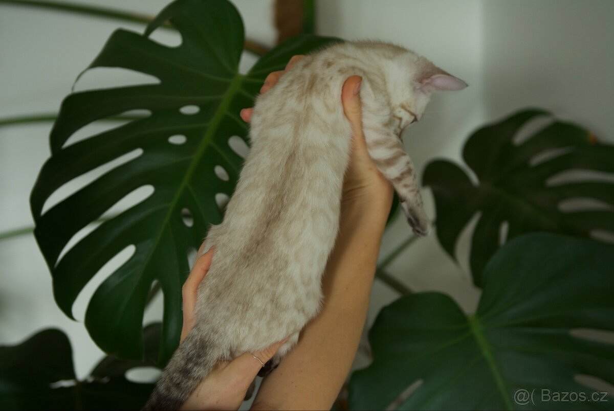 Bengálská Kočka- koťata - 8