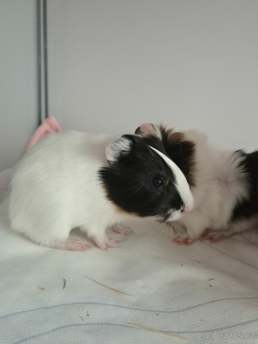 Morčecí kluci k adopci - 8