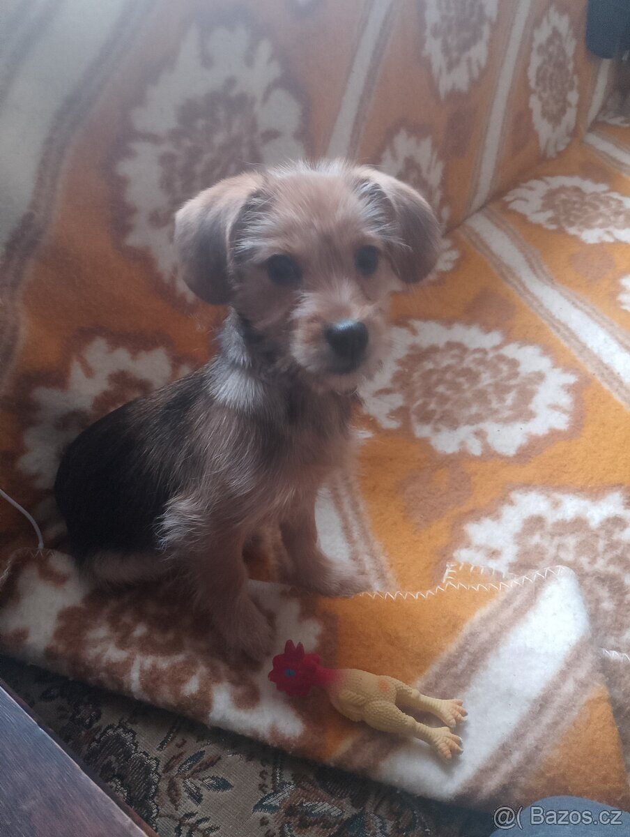 Jezevčík drsnosrstý štěňátko s PP váha 3 kg - 8