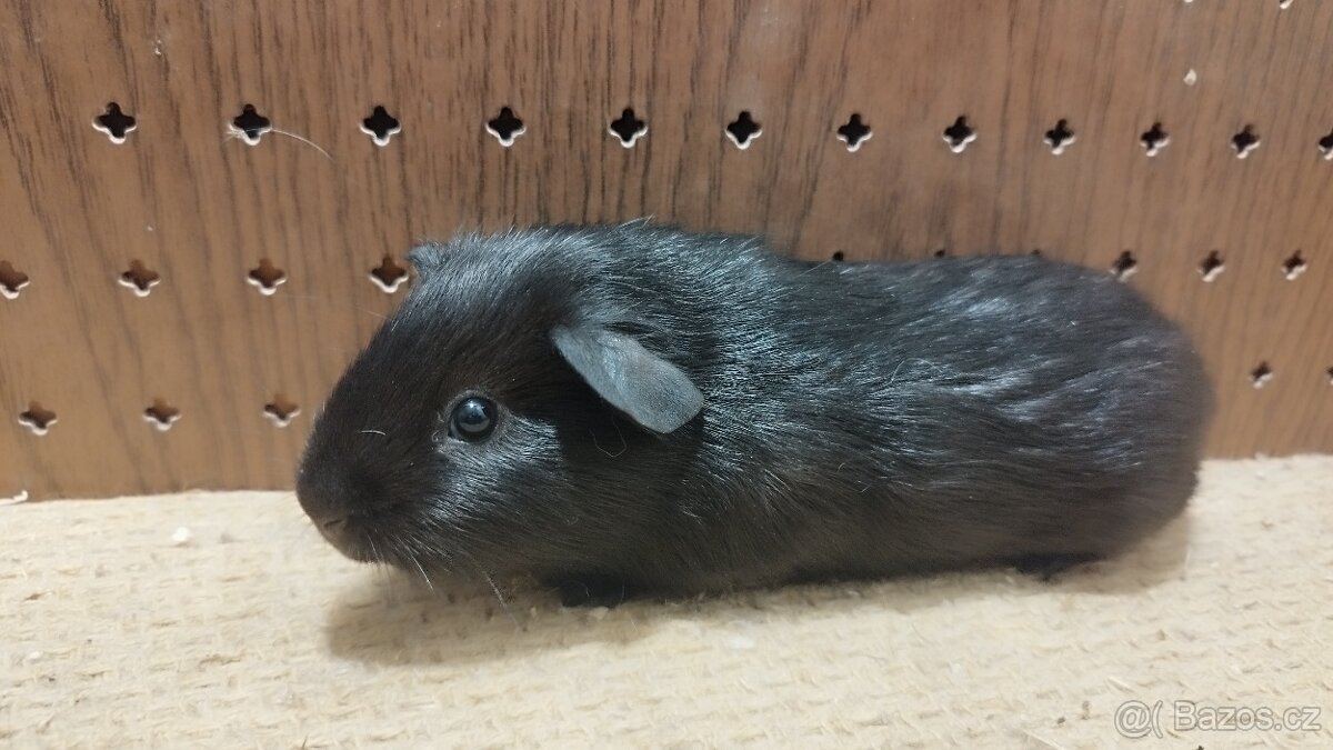Morčata - morče aguti - 8