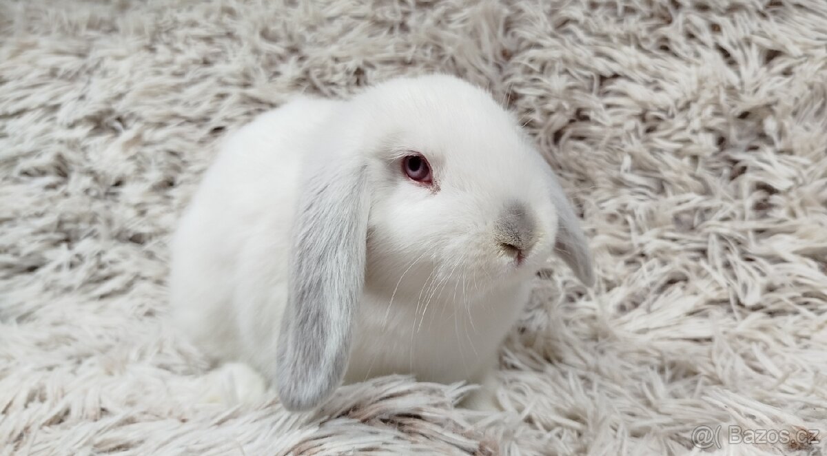 Zakrslý beránek, králíček, králík - MOLLY - 8