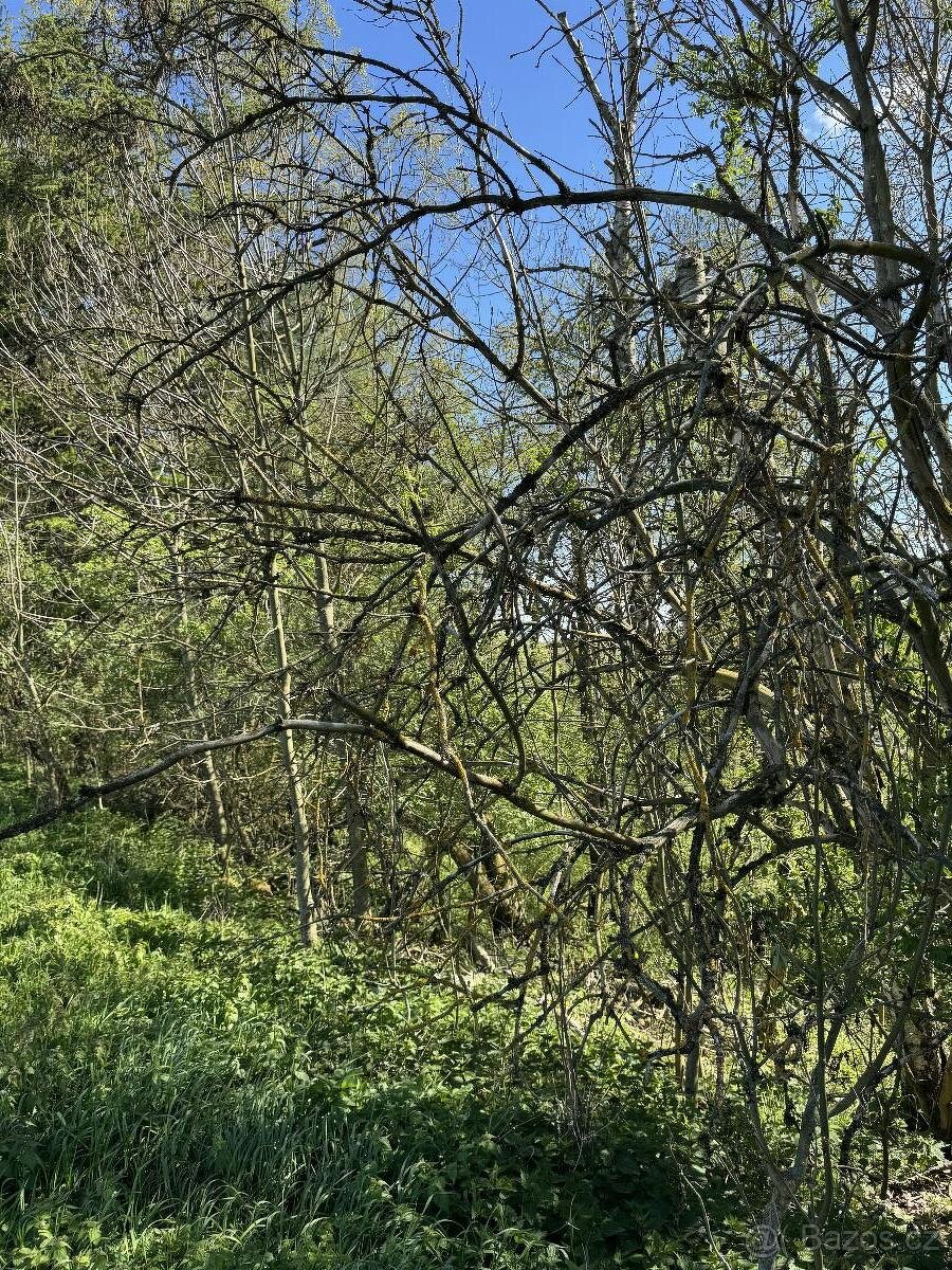 Prodám lesní pozemky v k.ú. Žďárek u Sychrova - 8