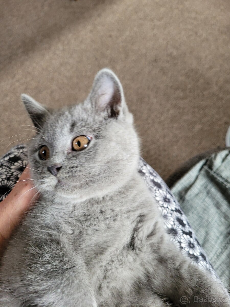 Britské modré kotě - 8