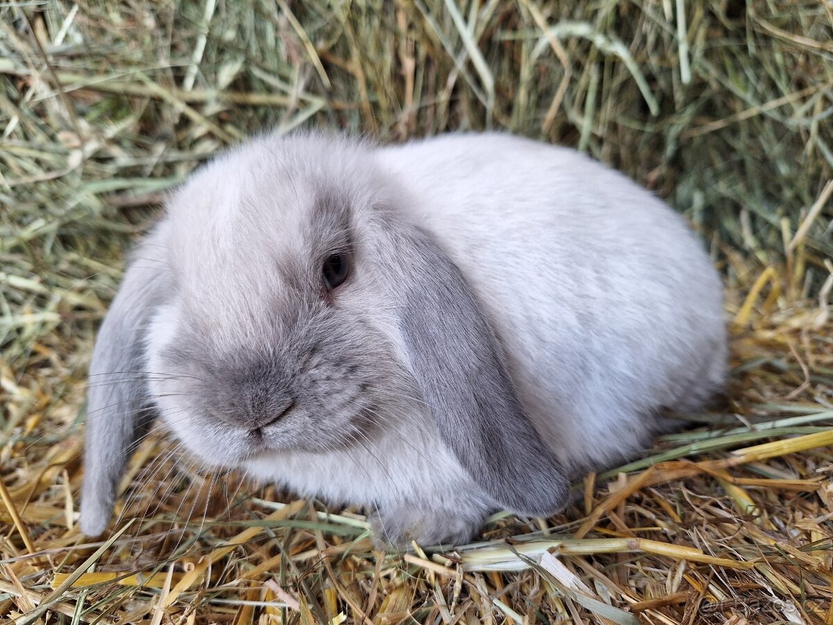 Zakrslý beránek s PP - 8