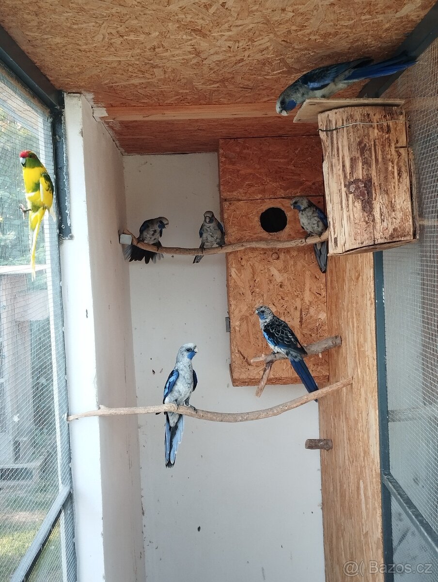 Prodám rozely, papousky nádherné - 8