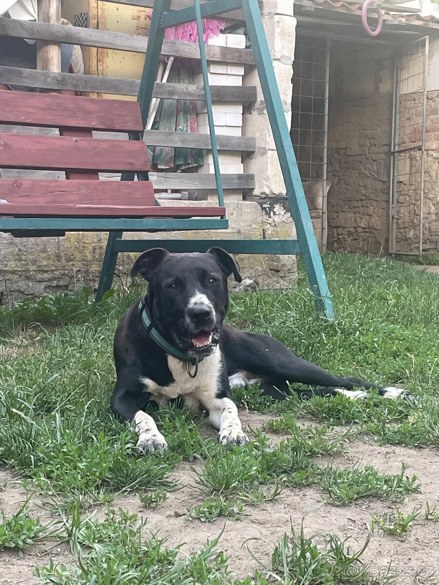 Nabízím psa do dobrých rukou 🐾 - 8