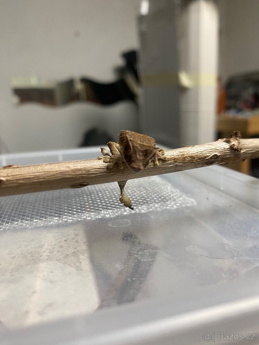 Uroplatus ebenaui - 8