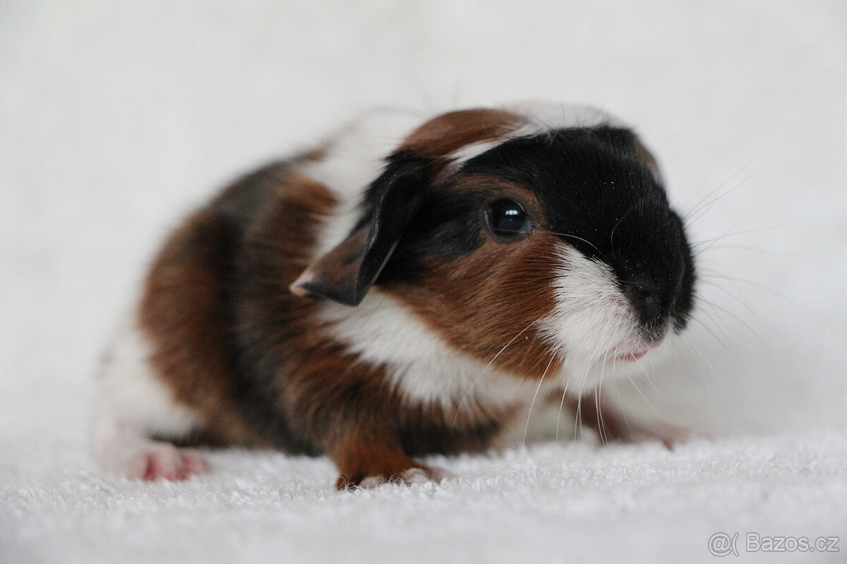 Morče, morčata s PP - krátkosrstá - 8