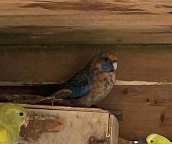 Letošní odchovy - 8