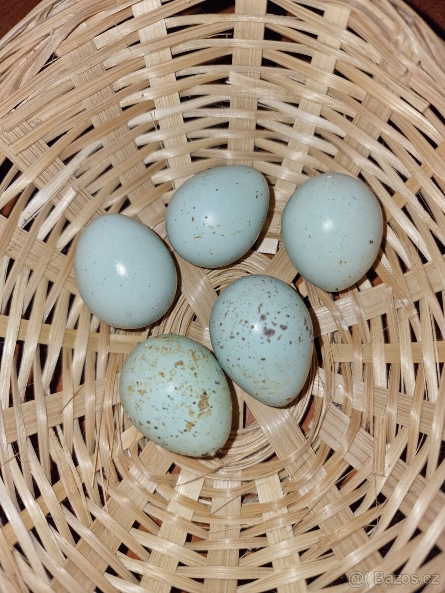 Křepelky japonské - 8