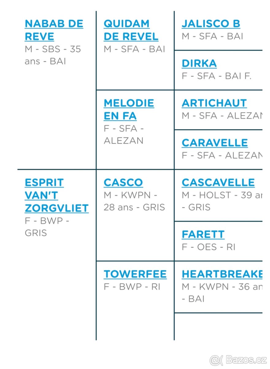 Šimla belgického teplokrevníka - 8