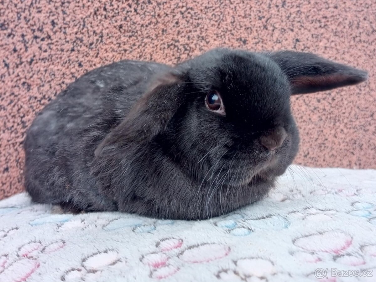 Volný Sameček - Anglický Zakrslý Beránek MiniLop🍑 - 8