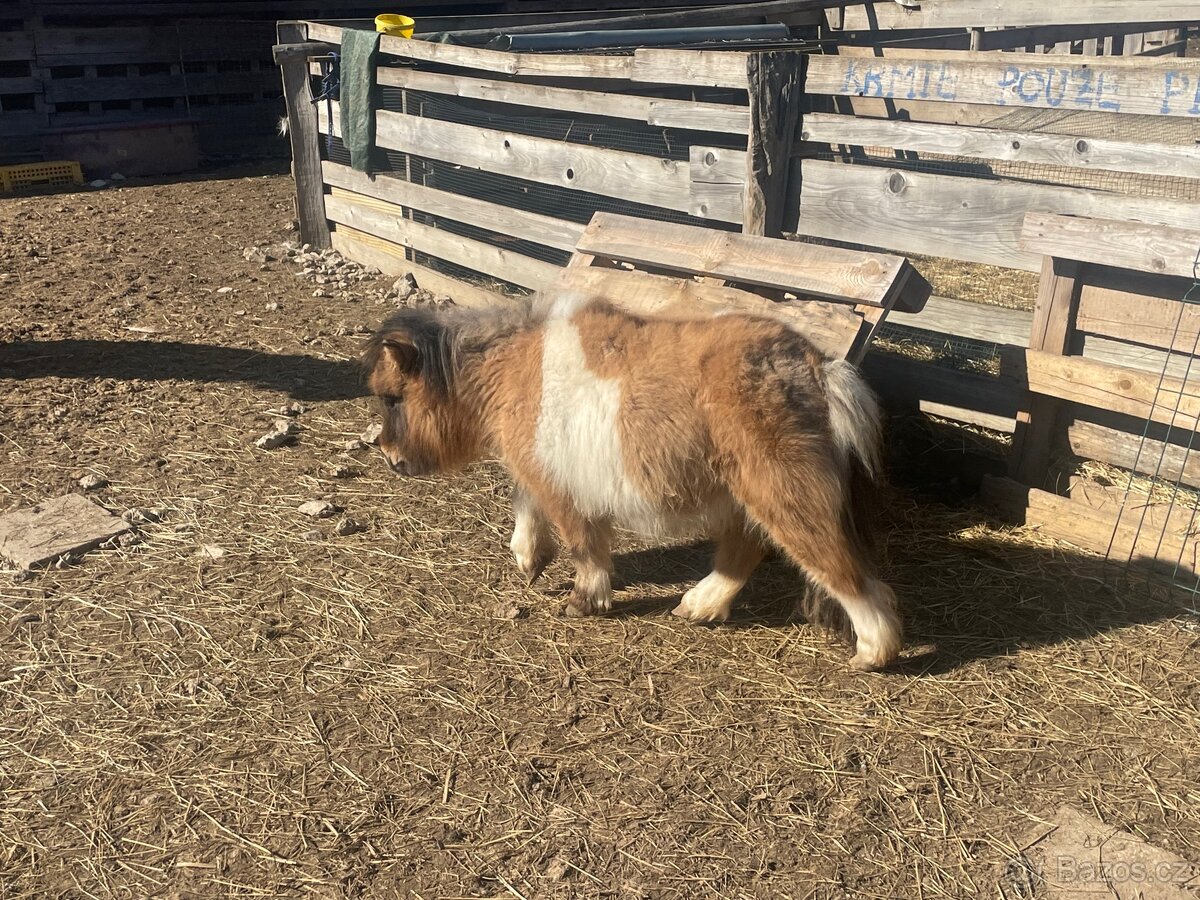 Shetlandsky minipony - 8