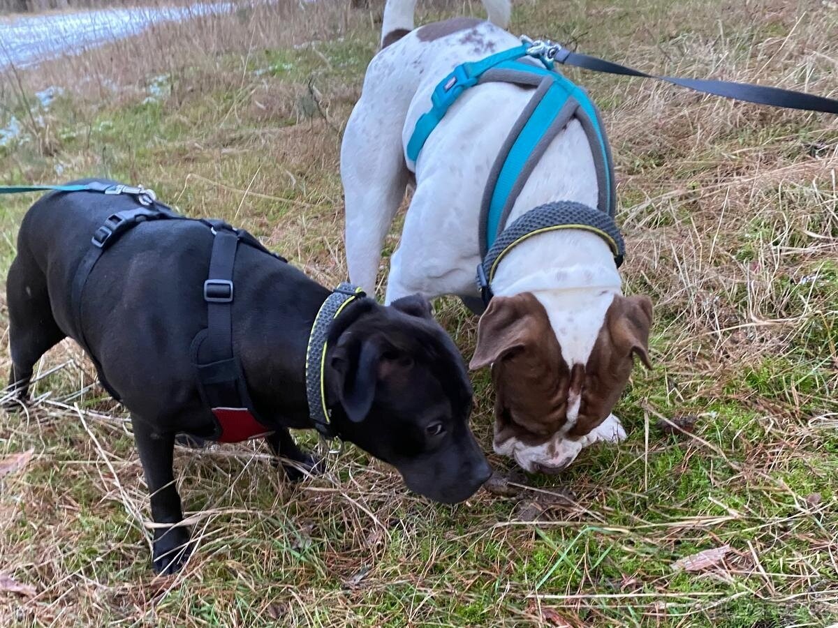 GORA K ADOPCI - něžné plaché zlatíčko - 8