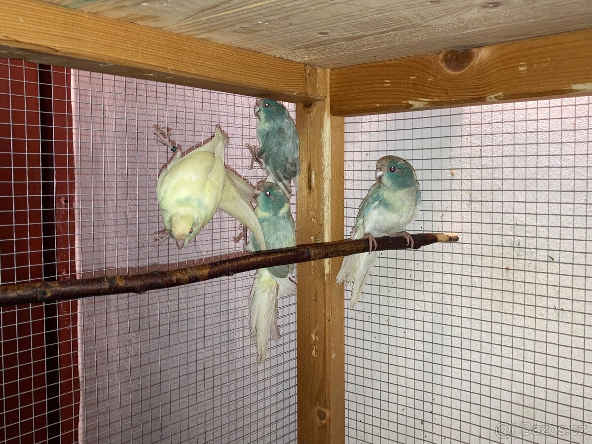 Kakariki červenočelý - 8