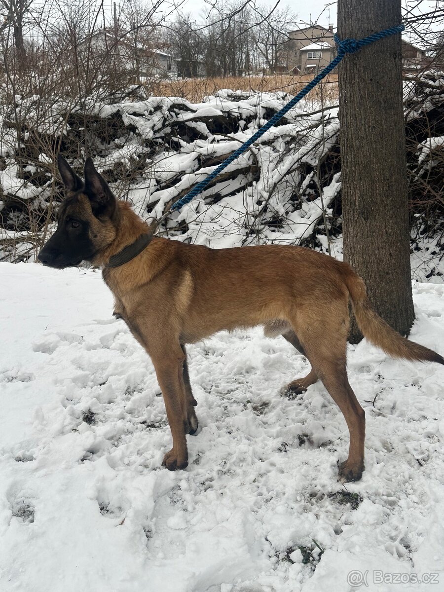 Belgický ovčák Malinois - 8