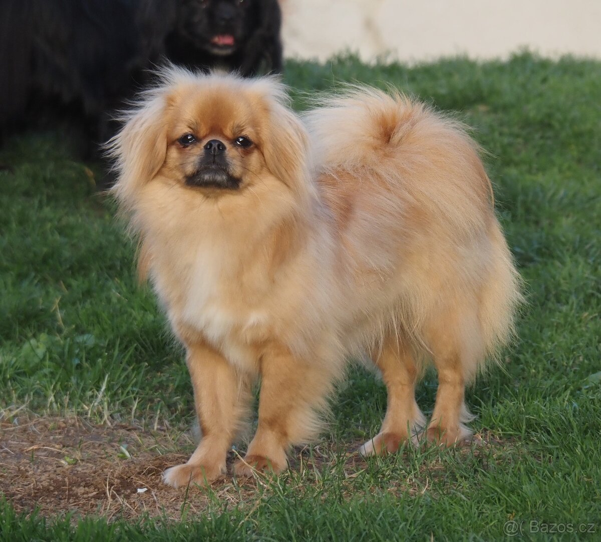 Tibetský španěl s průkazem původu - 8