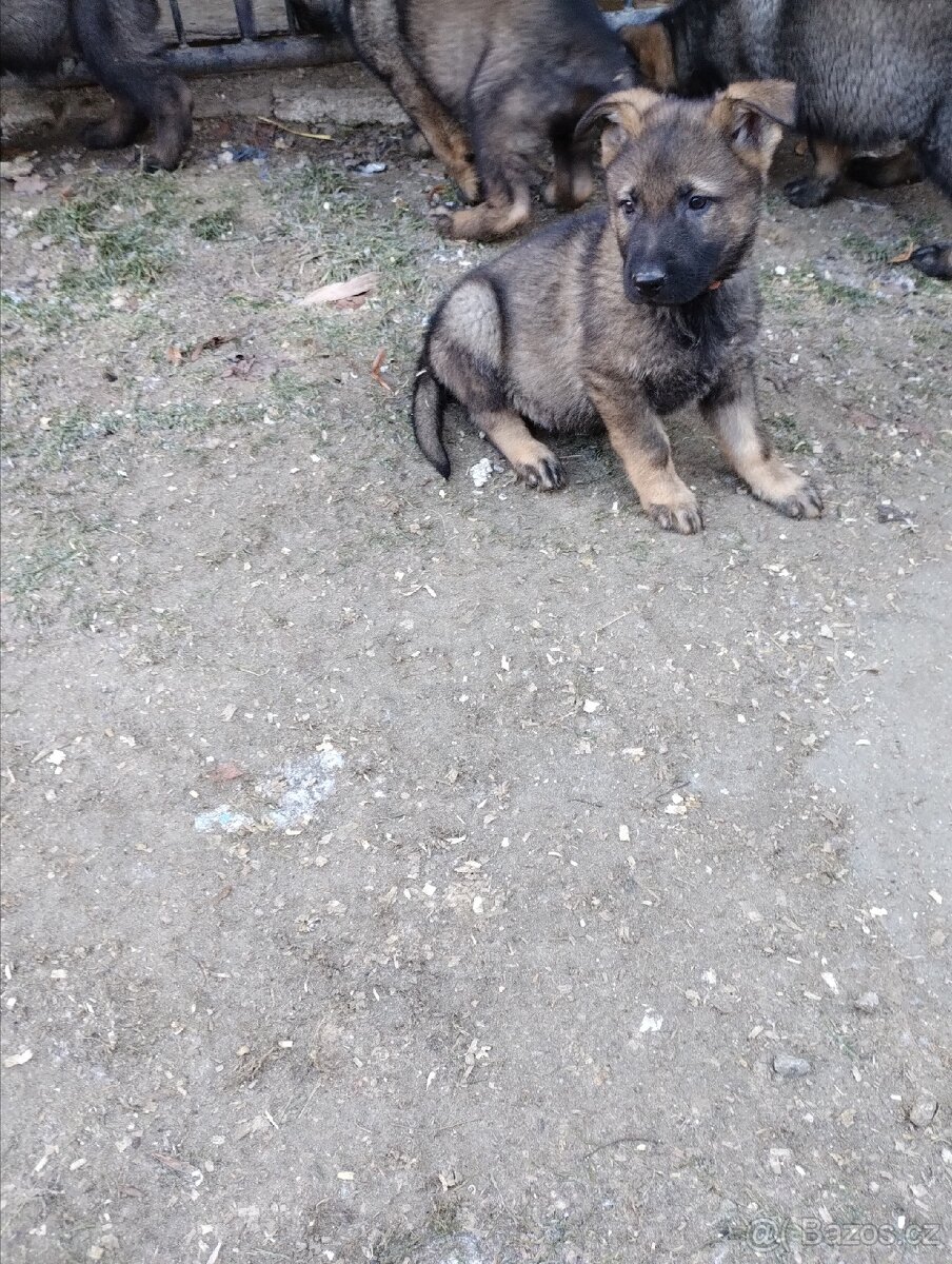 Německý ovčák - 8