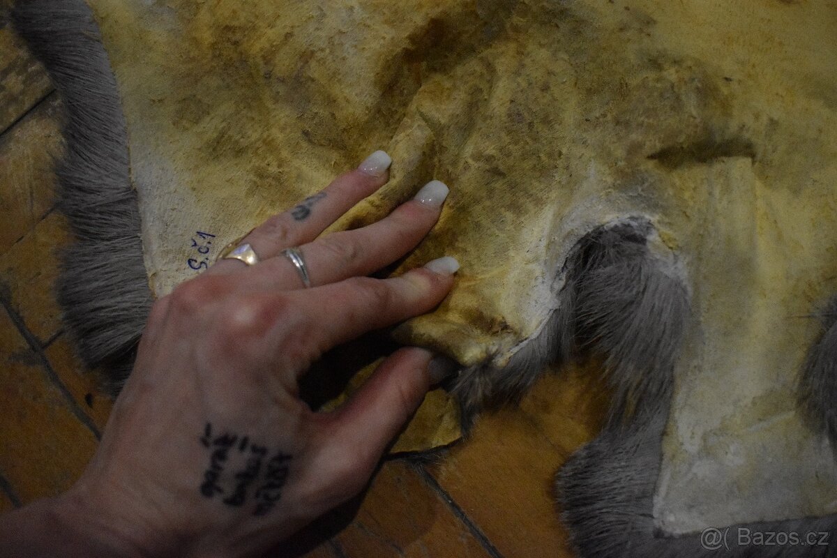 Kožešina Srna 1 - 8