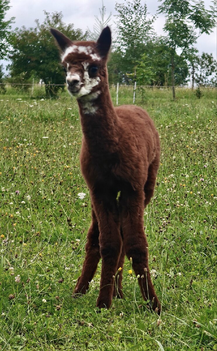 Rezervace alpaciho samecka - 8