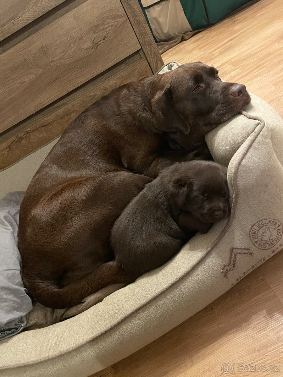 Čokoládová štěňátka labradorského retrívra s PP - 8