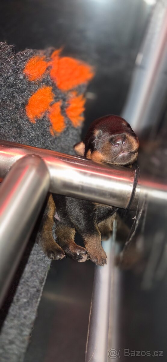 Rottweiler s PP Rotvajler s PP Štěňata rotvajlera s PP Štěňa - 8