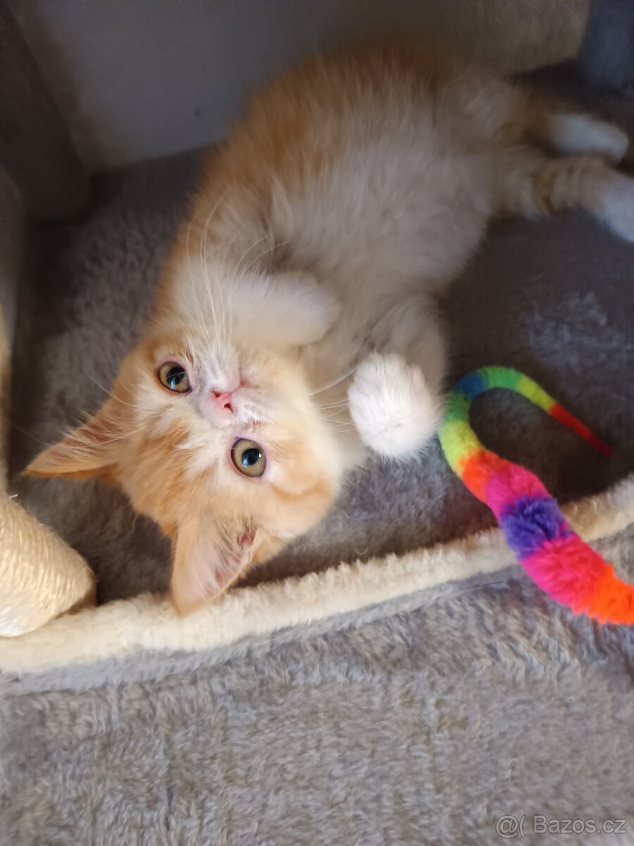 Perská a exotická koťátka s Pp - 8