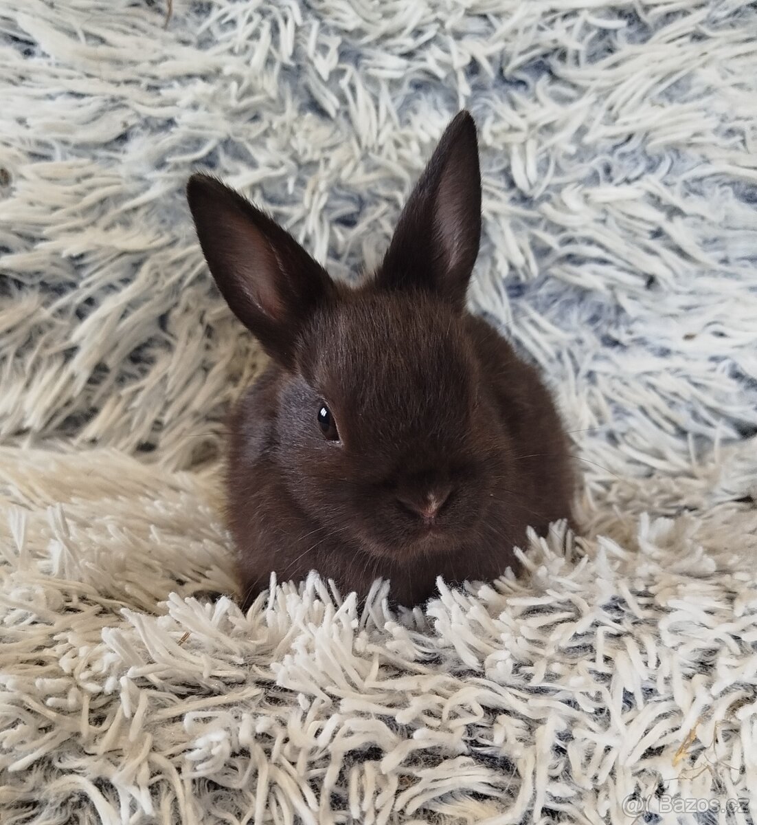 Zakrslý krátkouchý - 8